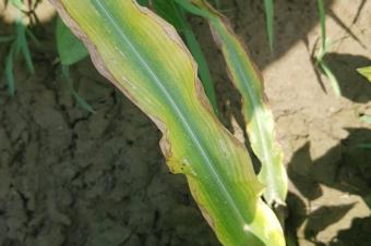 Agriculture et Consultance des Experts Agricoles en RDCongo